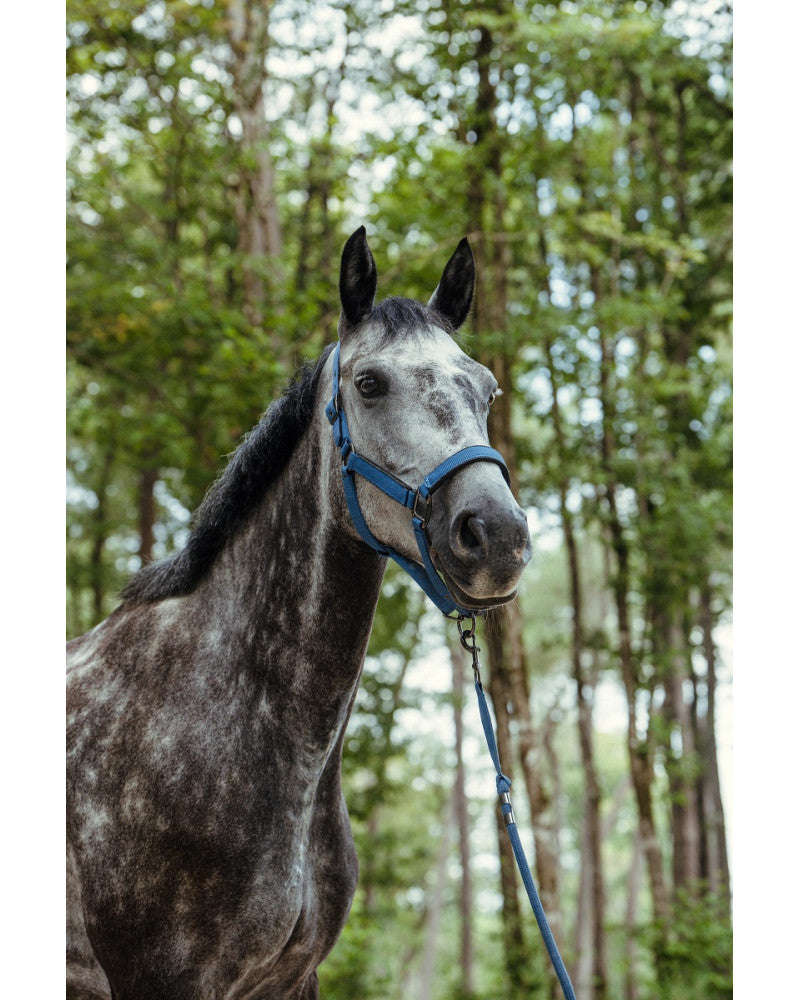 Hansy Halter and Lead rope