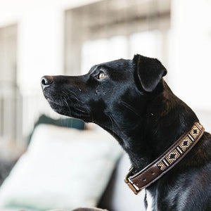 Kentucky Dog Collar Handmade Pearls